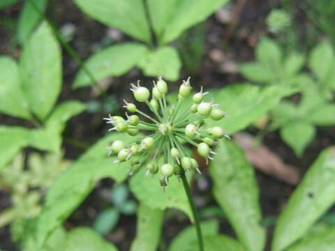 Panax japonicus