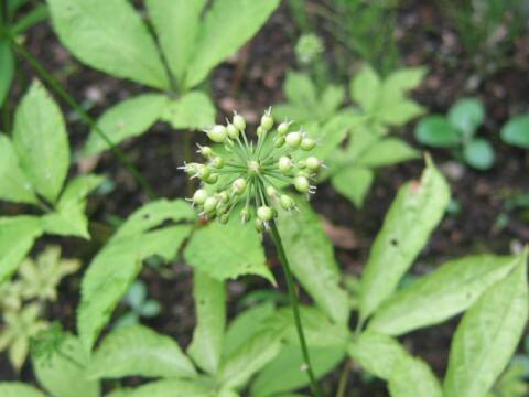 Panax japonicus