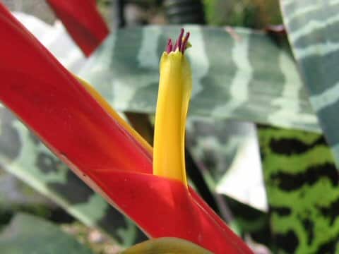 Vriesea splendens