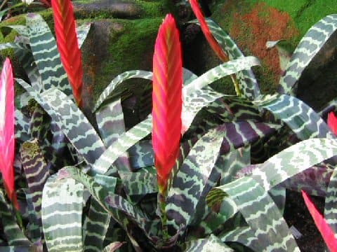 Vriesea splendens