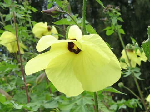Abelmoschus manihot