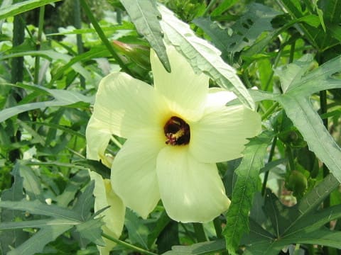 Abelmoschus manihot