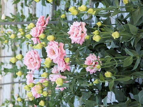 Eustoma grandiflorum