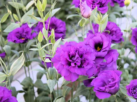Eustoma grandiflorum
