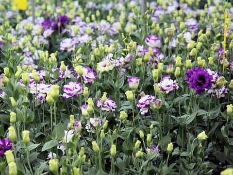 Eustoma grandiflorum
