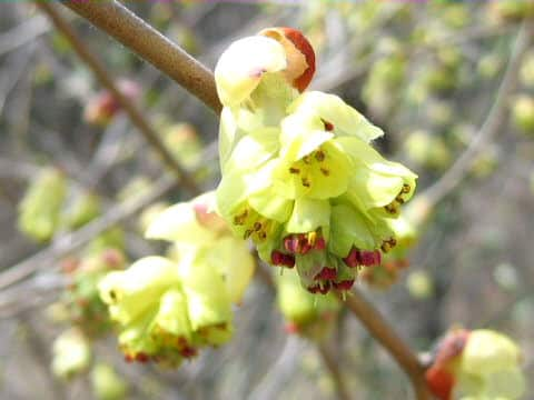 Corylopsis spicata