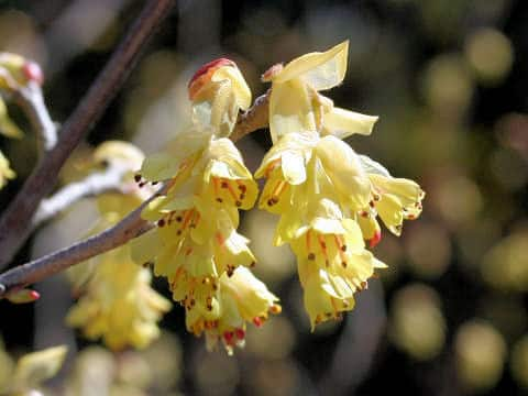 Corylopsis spicata