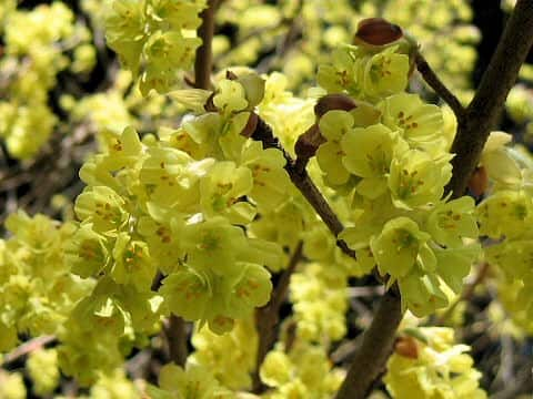 Corylopsis spicata