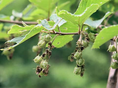 Corylopsis spicata