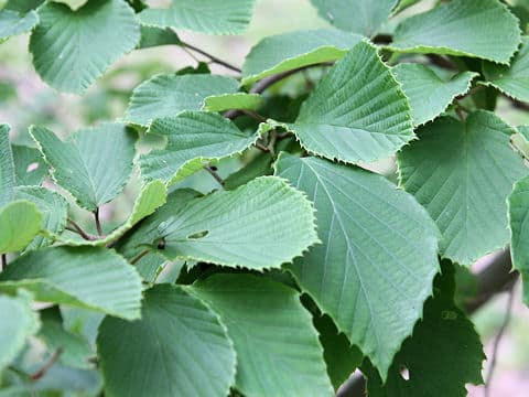 Corylopsis spicata