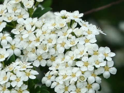 Spiraea niopponica var. tosaensis