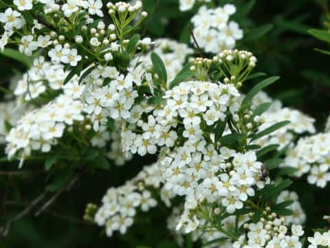 Spiraea niopponica var. tosaensis