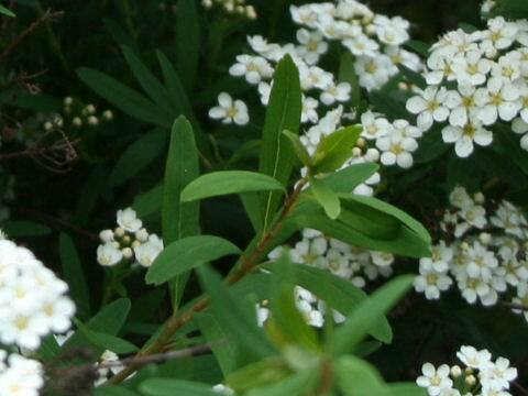 Spiraea niopponica var. tosaensis