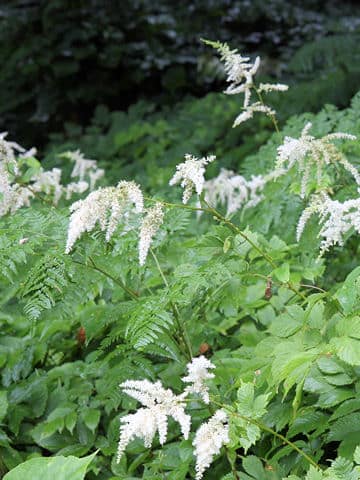 Astilbe thunbergii var. congesta