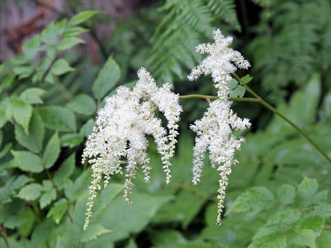 Astilbe thunbergii var. congesta