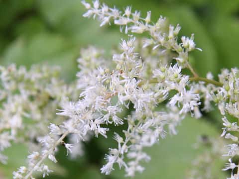 Astilbe thunbergii var. congesta