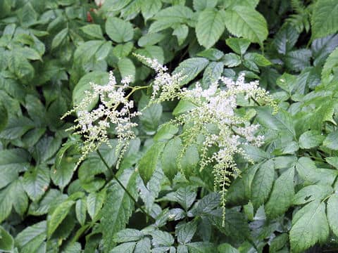 Astilbe thunbergii var. congesta