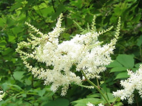 Astilbe thunbergii var. congesta