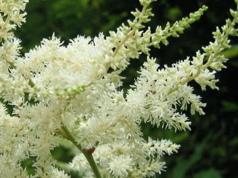 Astilbe thunbergii var. congesta