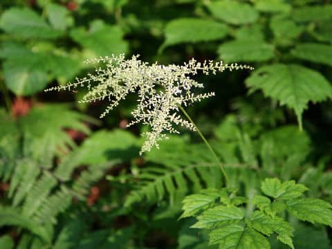 Astilbe thunbergii var. congesta