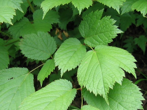 Astilbe thunbergii var. congesta