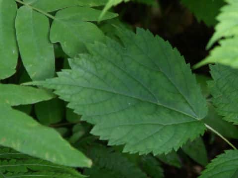 Astilbe thunbergii var. congesta