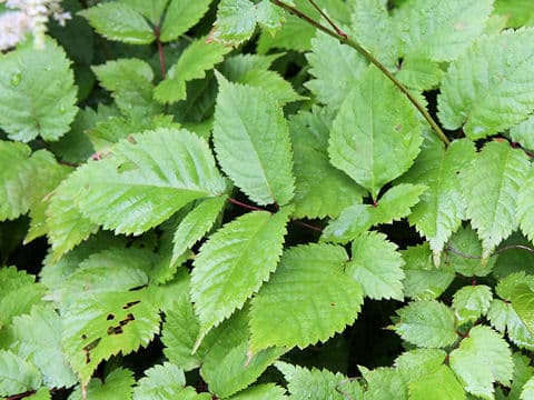 Astilbe thunbergii var. congesta