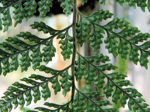 Davallia tyermannii