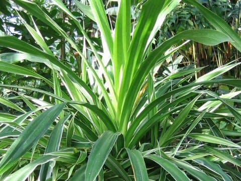 Pandanus baptisii