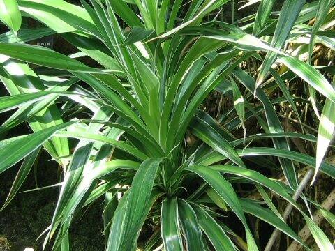 Pandanus baptisii