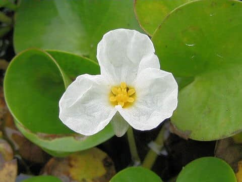 Hydrocharis dubia