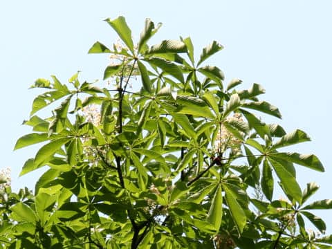 Aesculus turbinata