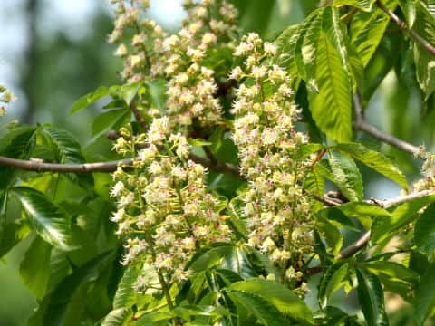 Aesculus turbinata