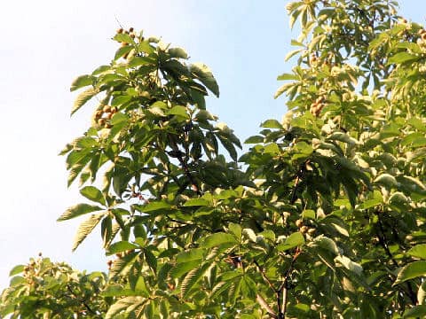 Aesculus turbinata