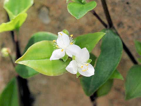 Tradescantia fluminensis