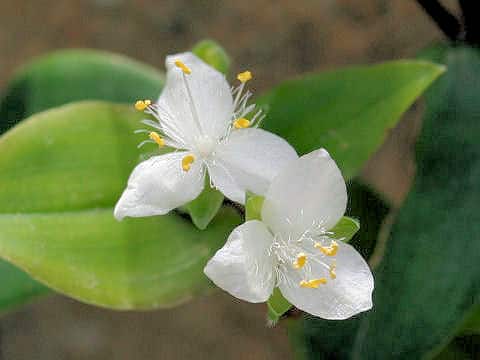 Tradescantia fluminensis