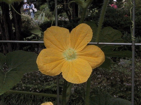 Benincasa hispida