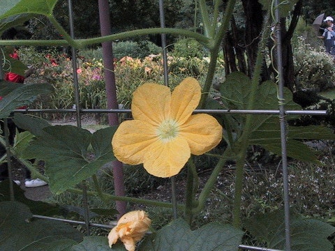 Benincasa hispida