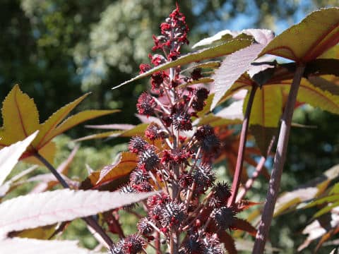 Ricinus communis