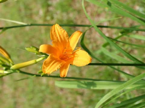 Hemerocallis aurantiaca