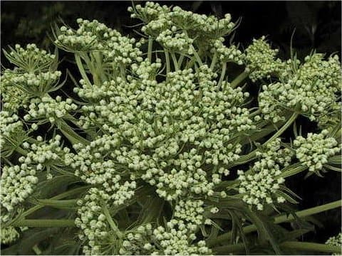 Angelica acutiloba