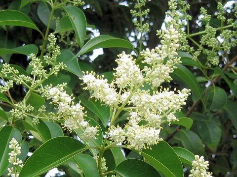 Ligustrum lucidum