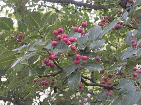 Zanthoxylum simulans