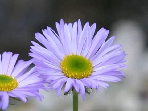 Townsendia formosa