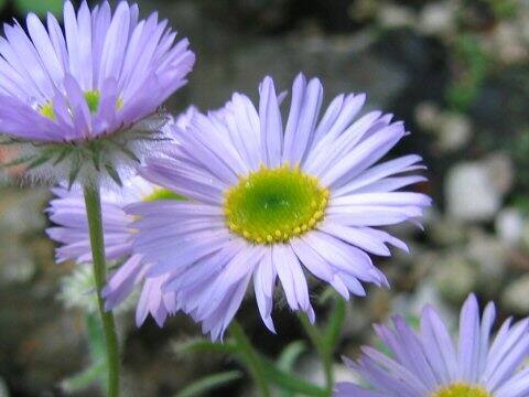 Townsendia formosa