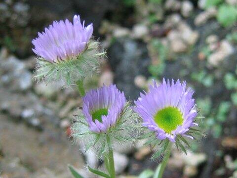 Townsendia formosa