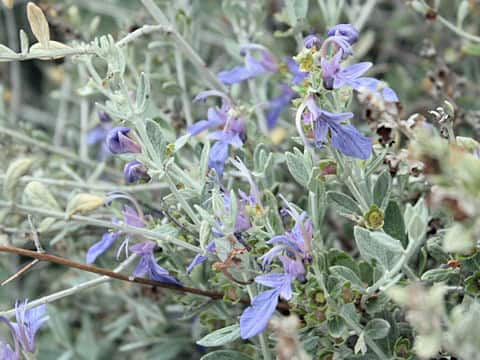 Teucrium fruticans