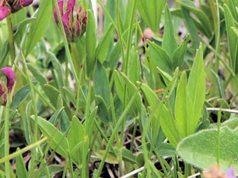 Trifolium alpinum
