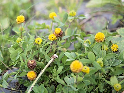 Trifolium badium