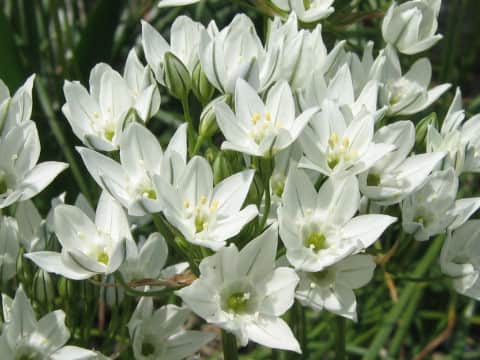 Triteleia hyacinthina